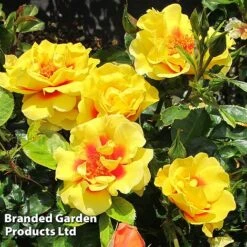 Rose 'Peter's Persica' (Climbing Patio) -Flourish Flora ROSE PETERSPER H50317