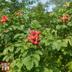 Rose Rugosa 'Rubra' (Species Shrub Rose) -Flourish Flora ROSE RUGOSARUB W34601 TM