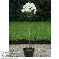 Rose 'Standard White' -Flourish Flora ROSE STDWHITE T482901