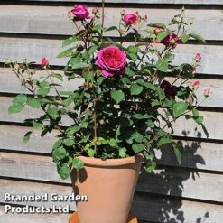 Rose 'Home Florist 'Timeless Pink' (Hybrid Tea Rose) -Flourish Flora ROSE TIMELESSP S13165