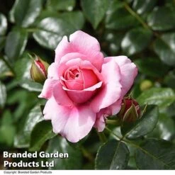 Rose 'Home Florist 'Timeless Pink' (Hybrid Tea Rose) -Flourish Flora ROSE TIMELPINK T31642