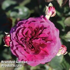 Rose 'Home Florist Timeless Purple' (Hybrid Tea Rose)