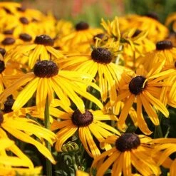 Rudbeckia Fulgida 'Early Bird Gold'
