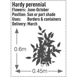 Rudbeckia Fulgida 'Early Bird Gold' -Flourish Flora RUDB T57550 B h