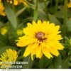 Rudbeckia Summerdaisy Double Gold