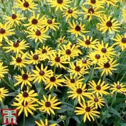 Rudbeckia Fulgida 'Little Goldstar' -Flourish Flora RUDB LITTLEGOL3