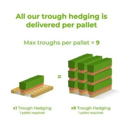 Privet Instant Trough Hedge 1m (pre-grown) -Flourish Flora Ready20hedges20delivery20image20tm5