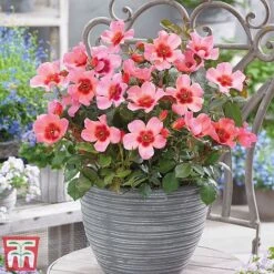 Rose 'Eyes Collection' -Flourish Flora Rose coll21