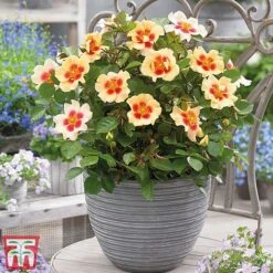 Rose 'Eyes Collection' -Flourish Flora Rose coll31