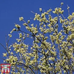 Pussy Willow (Hedging) -Flourish Flora SALI T70372 A