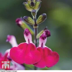Salvia Lips Collection -Flourish Flora SALV KB3098 C