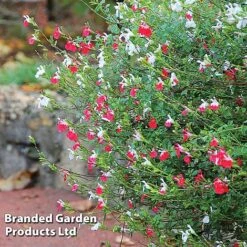 Salvia Lips Duo Collection -Flourish Flora SALV HOTLIPS L09234