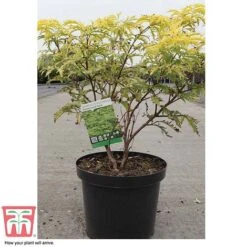 Sambucus Racemosa 'Sutherland Gold' -Flourish Flora SAMB T58160 C