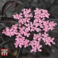 Sambucus Nigra F. Porphyrophylla 'Black Beauty' -Flourish Flora SAMB T62079 A