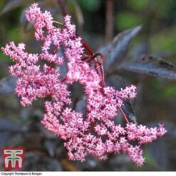 Sambucus Nigra F. Porphyrophylla 'Black Beauty' -Flourish Flora SAMB T62079 C