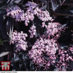 Sambucus Nigra F. Porphyrophylla 'Black Beauty' -Flourish Flora SAMB T62079 D