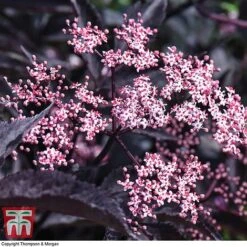 Sambucus Nigra F. Porphyrophylla 'Black Beauty' -Flourish Flora SAMB T62079 E