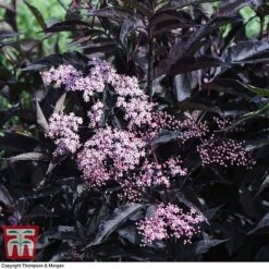 Sambucus Nigra F. Porphyrophylla 'Black Beauty' -Flourish Flora SAMB T62079 G