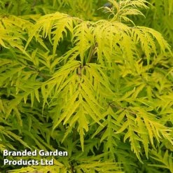 Sambucus Racemosa 'Lemony Lace'