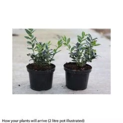 Sarcococca Ruscifolia -Flourish Flora SARC T66452 A h