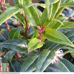 Sarcococca Hookeriana 'Winter Gem' -Flourish Flora SARC T80332 A