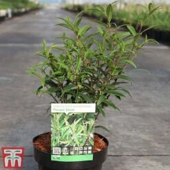 Sarcococca Hookeriana Var. Digyna 'Purple Stem' -Flourish Flora SARC TKA3508 A