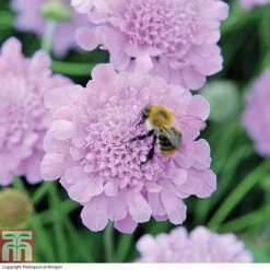 Scabious 'Kudos Collection' -Flourish Flora SCAB T73681 B h