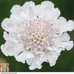 Scabious 'Kudos Collection' -Flourish Flora SCAB T73681 C h