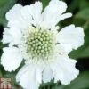 Scabious Caucasica Var. Alba