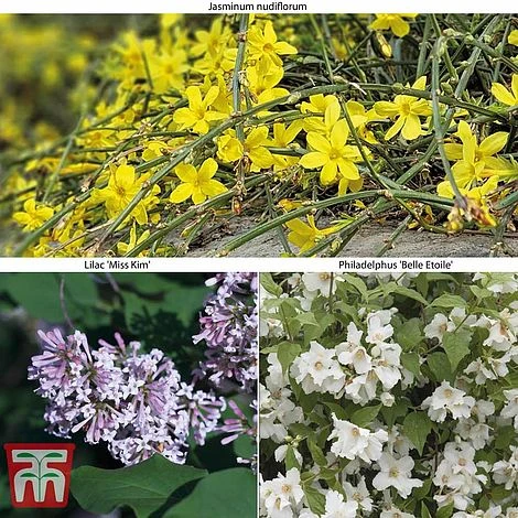 Hardy Shrub Trio 7 Hardy Shrub Trio - Image 7