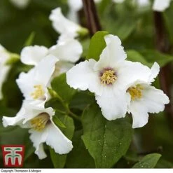Hardy Shrub Trio 9 Hardy Shrub Trio -Flourish Flora SCEN WKB6451 F