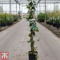 Schizophragma Hydrangeoides Var. Concolor 'Moonlight' -Flourish Flora SCHI TKA3512 A