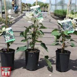 Schizophragma Hydrangeoides 'Rose Sensation' -Flourish Flora SCHI TKA3514 B