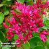 Sedum Spurium 'Dragon's Blood'