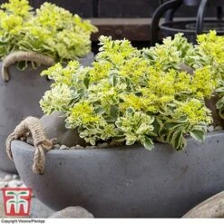 Sedum Takesimense 'Atlantis' -Flourish Flora SEDU KB1354 A