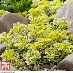 Sedum Takesimense 'Atlantis' -Flourish Flora SEDU KB1354 B