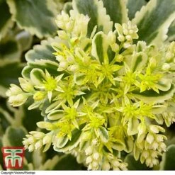 Sedum Takesimense 'Atlantis' -Flourish Flora SEDU KB1354 D