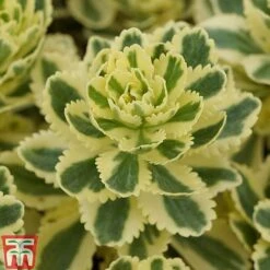Sedum Takesimense 'Atlantis' -Flourish Flora SEDU KB1354 F1