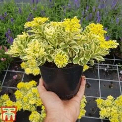 Sedum Takesimense 'Atlantis' -Flourish Flora SEDU KB1354 H1