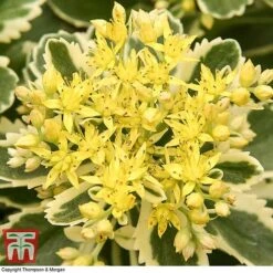 Sedum Takesimense 'Atlantis' -Flourish Flora SEDU KB1354 J