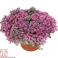 Sedum Ewersii Var. Homophyllum 'Rosenteppich' -Flourish Flora SEDU T80335 B