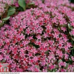 Sedum Ewersii Var. Homophyllum 'Rosenteppich' -Flourish Flora SEDU T80335 C