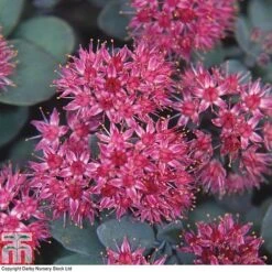 Sedum Ewersii Var. Homophyllum 'Rosenteppich'