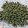 Sedum 'Sunsparkler Lime Zinger'