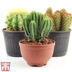 Houseplant Seed Collection -Flourish Flora SEED1