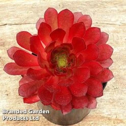 Semponium 'Sienna' -Flourish Flora SEMP SIENNA H43961