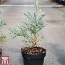 Sequoiadendron Giganteum 'Glaucum' -Flourish Flora SEQU TKA3520 A