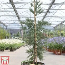 Sequoiadendron Giganteum 'Glaucum' -Flourish Flora SEQU TKA3520 B