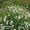 Silene Uniflora 'Robin White Breast'