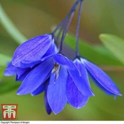 Sollya Heterophylla 'Ultra Blue' -Flourish Flora SOLL KB2764 A